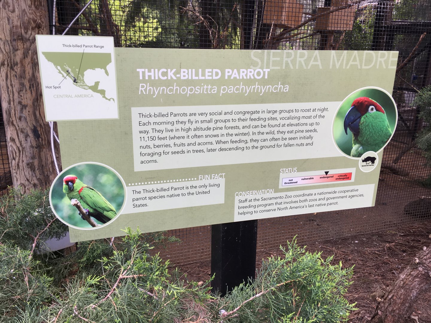 Thick Billed parrot sign