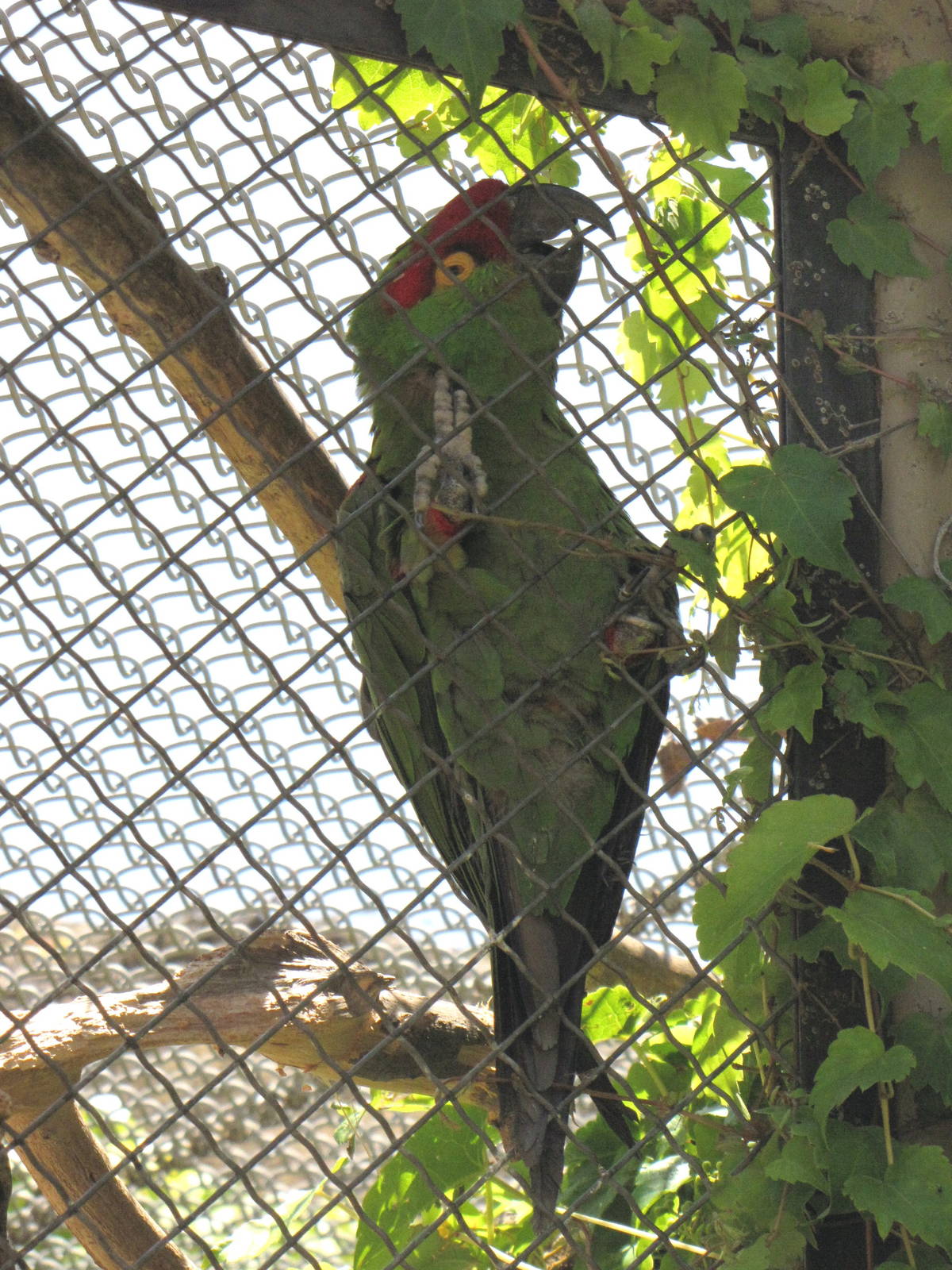 Thick-billed Parrot