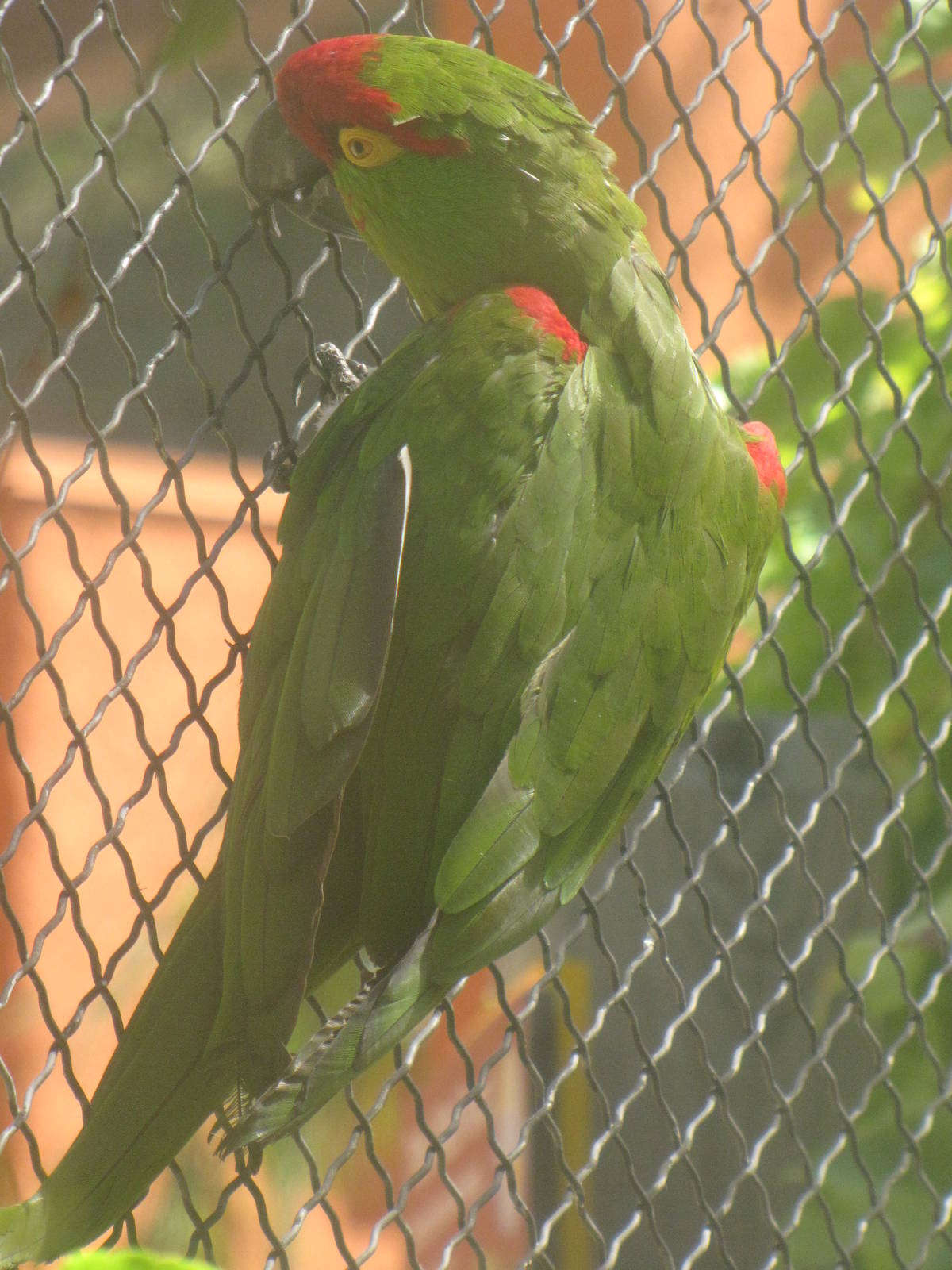 Thick-billed Parrot