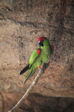 thick billed parrot