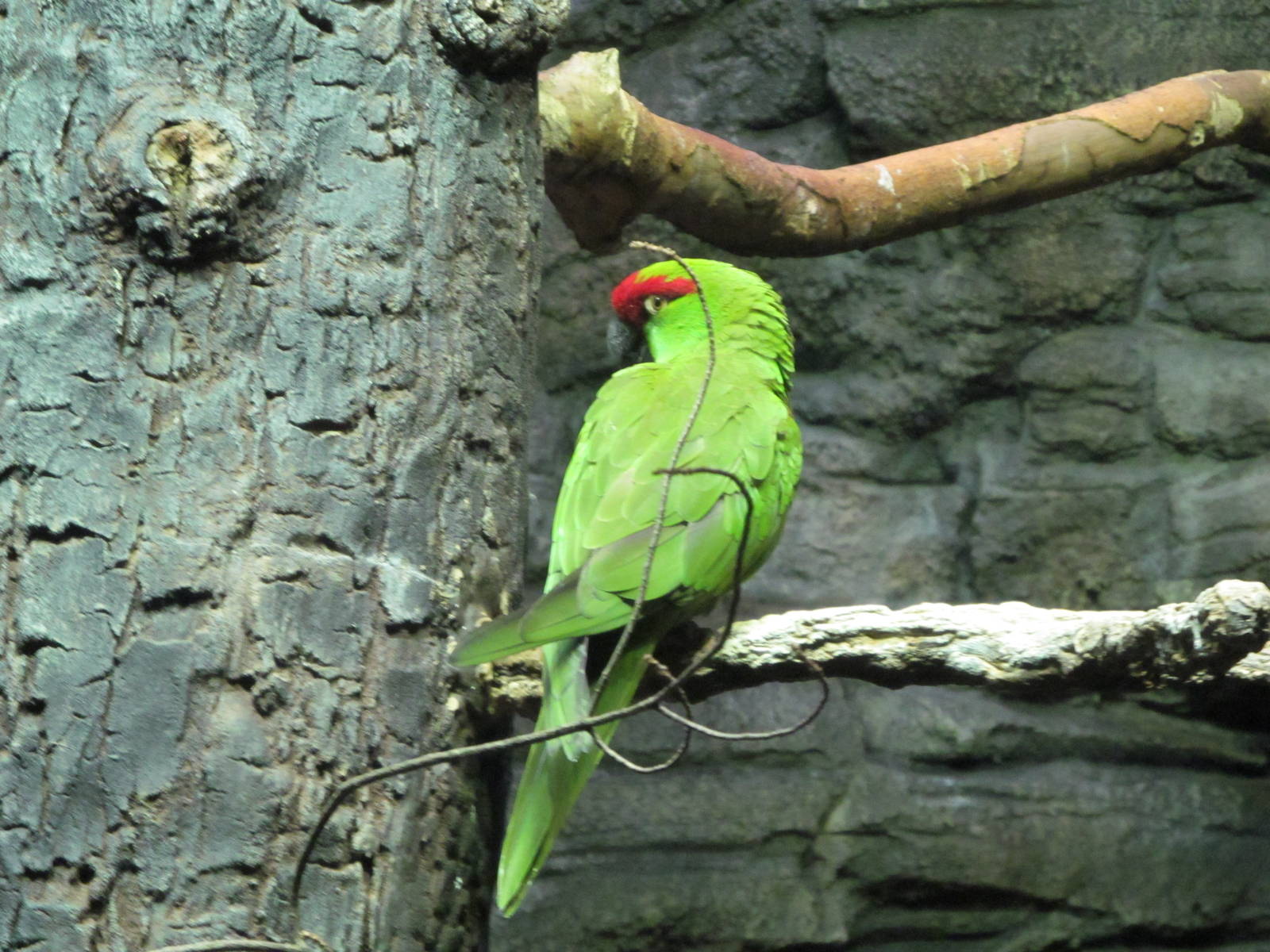 Thick-billed Parrot