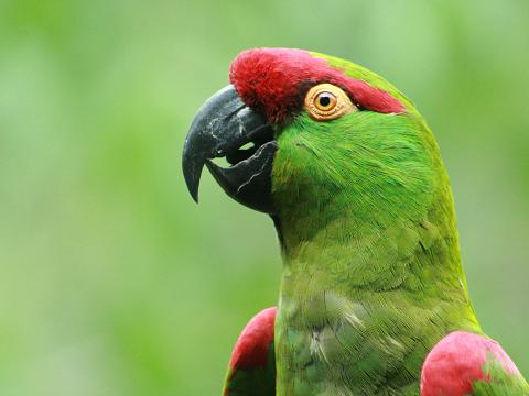 Thick-billed Parrot
