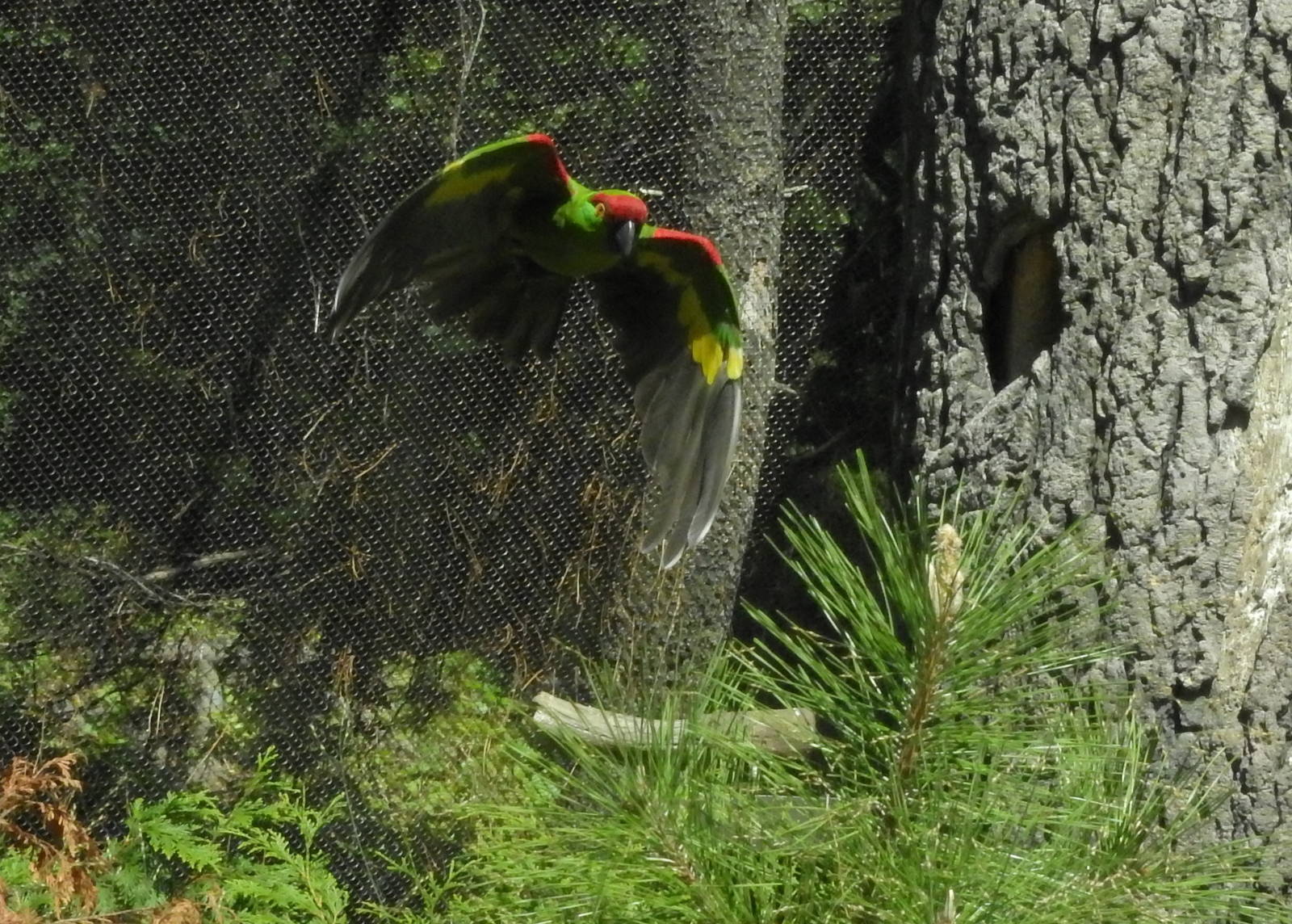 Thick Billed Parrot
