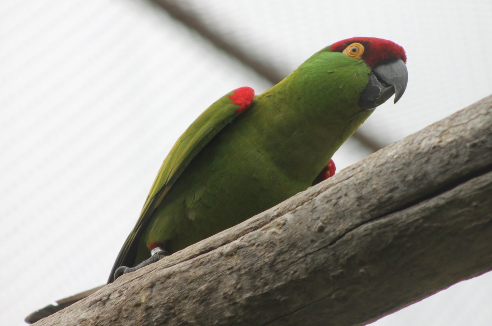 Thick-billed parrot