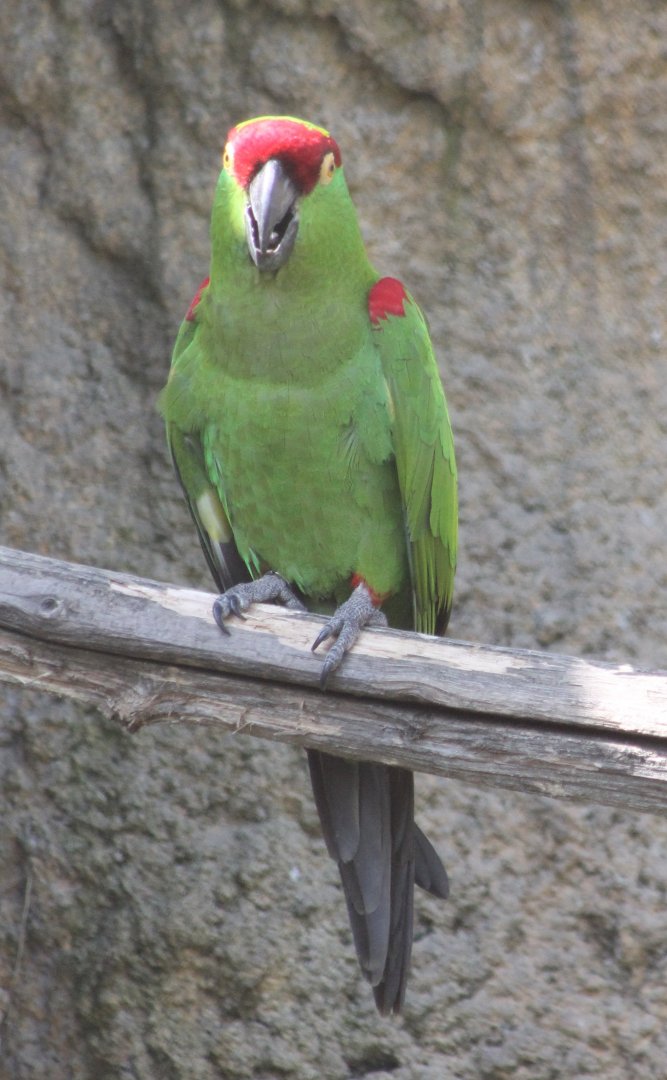 Thick-billed parrot