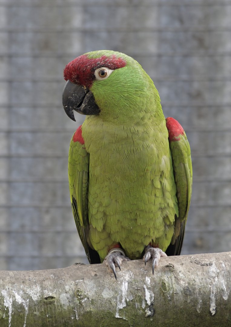 Thick-billed parrot