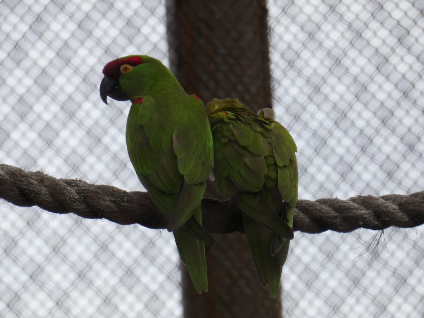 Thick-billed Parrot