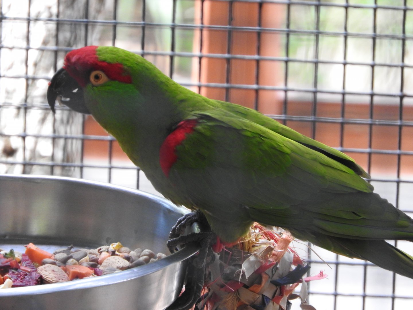 Thick-billed Parrot