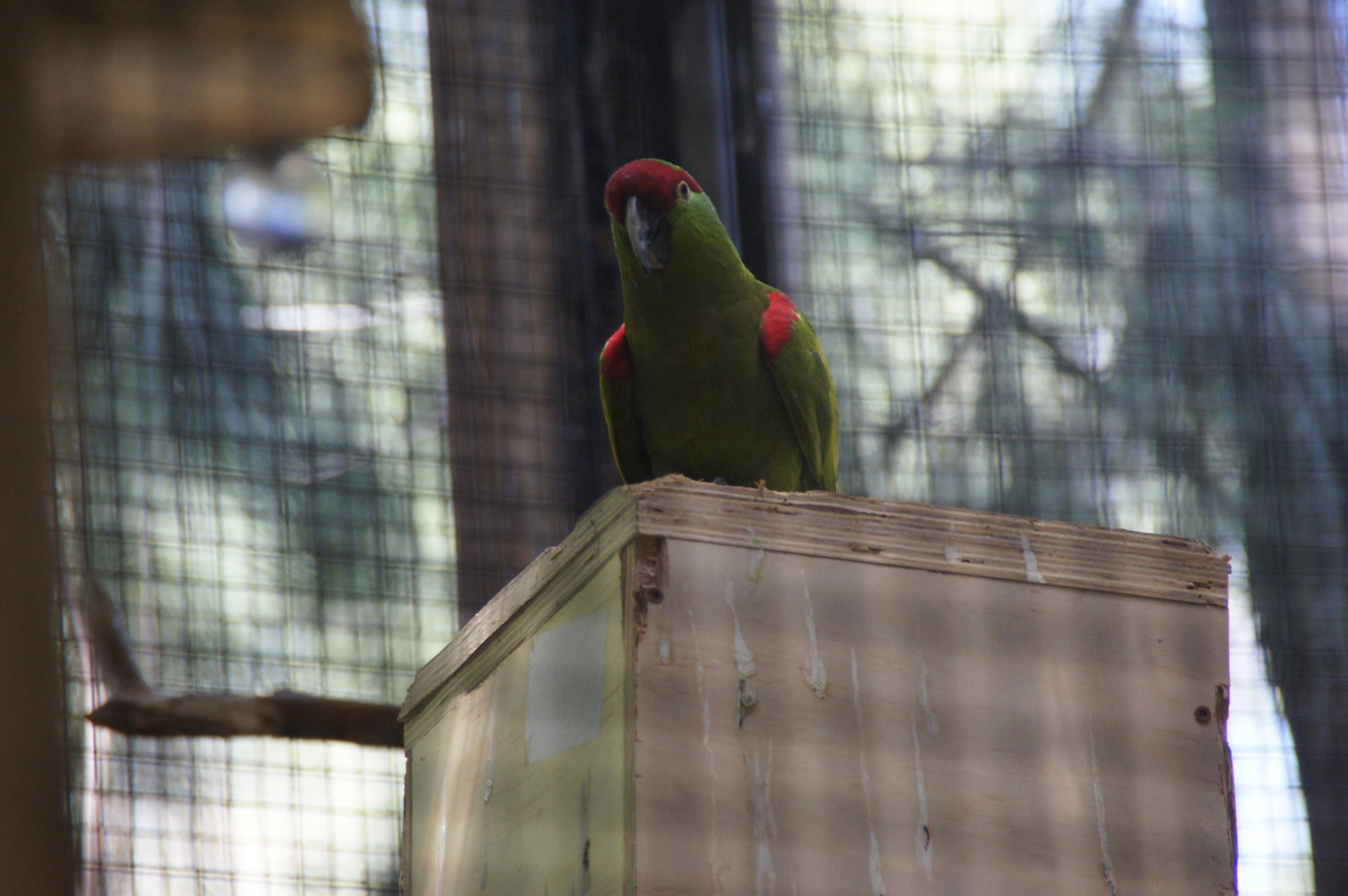 Thick-Billed Parrot