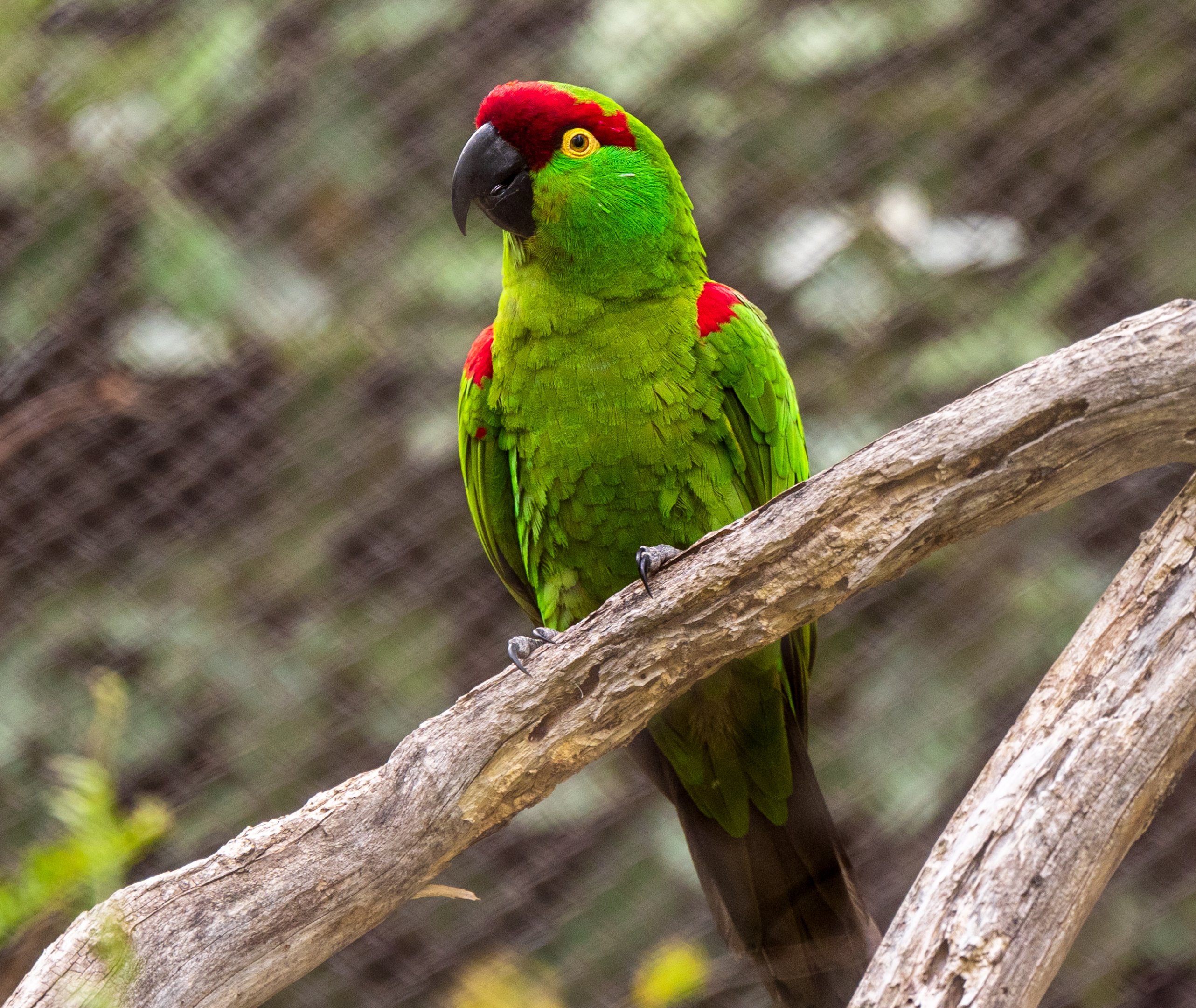 Thick Billed Parrot