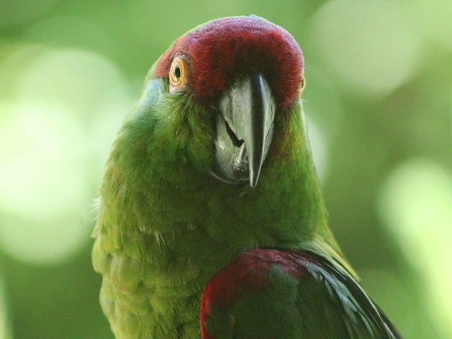 Thick-billed Parrot