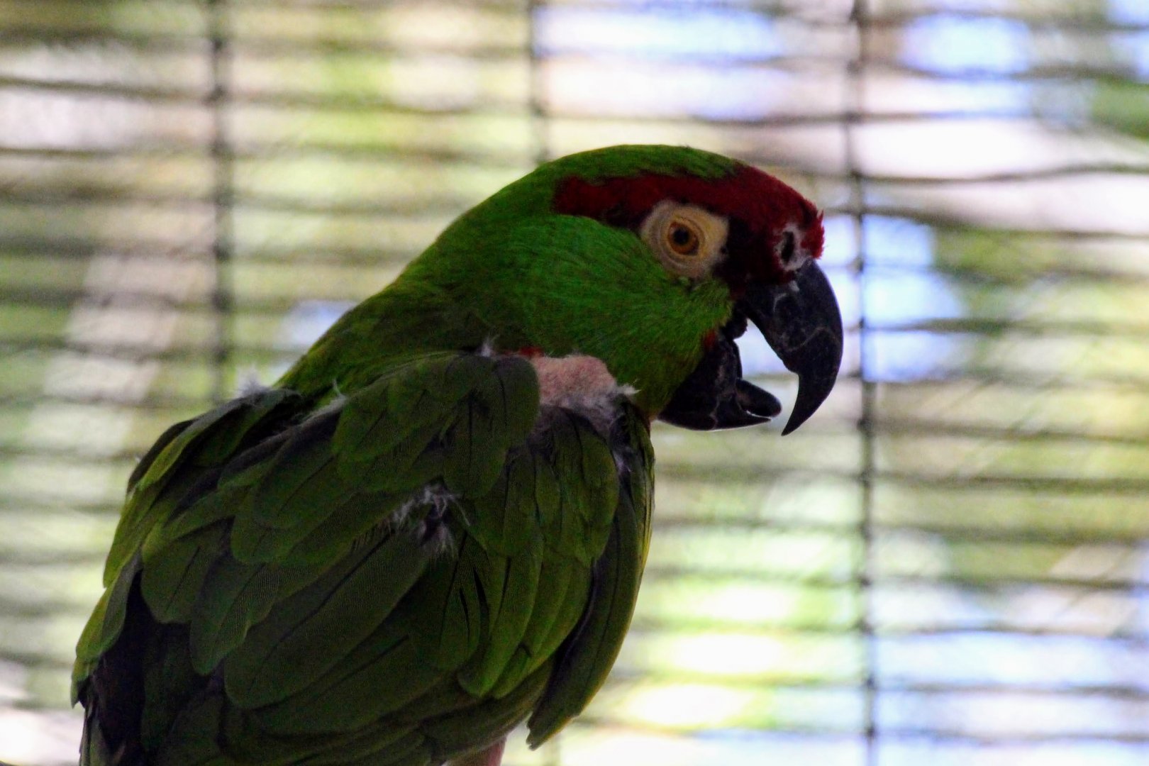 Thick-billed Parrot