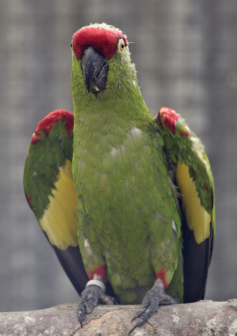 Thick-billed parrot