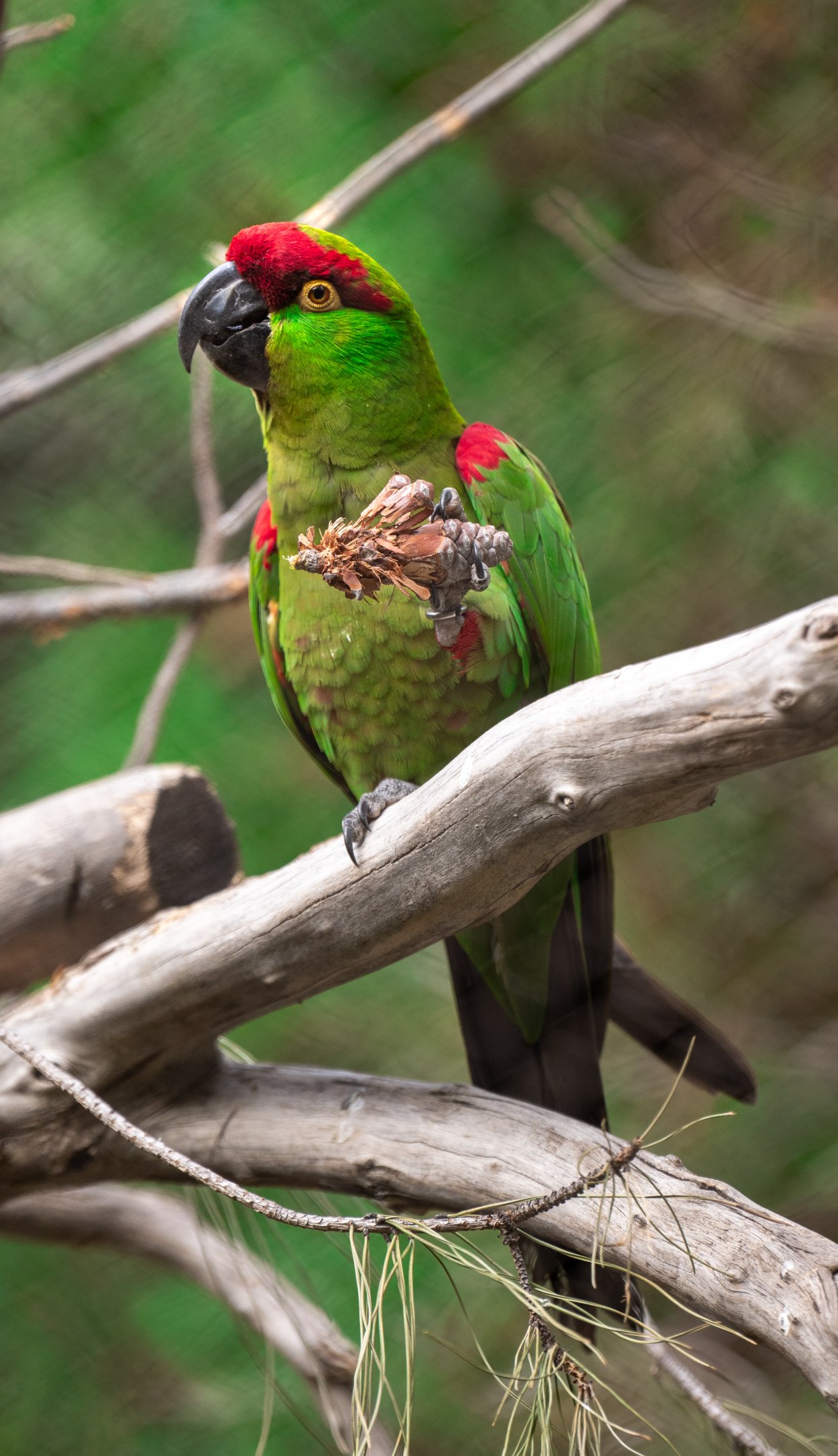 Thick Billed Parrot