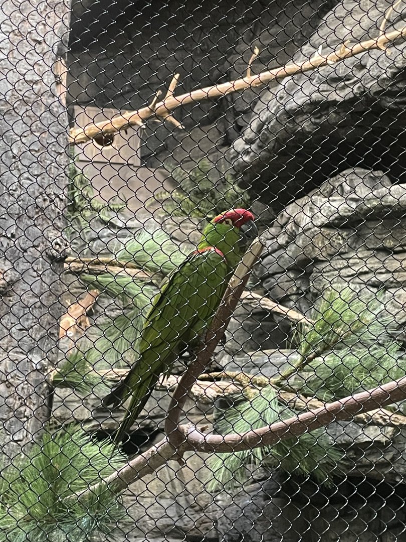 Thick Billed Parrot