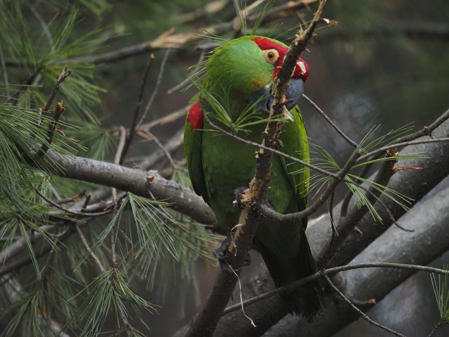 Thick-Billed Parrot