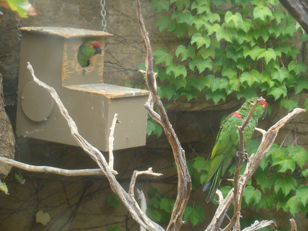 Thick-billed Parrots at the Los Angeles Zoo