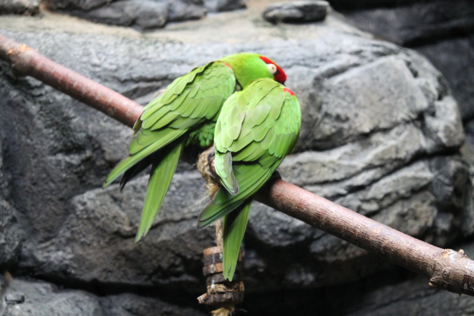 Thick-billed parrots (Rhynchopsitta pachyrhyncha)