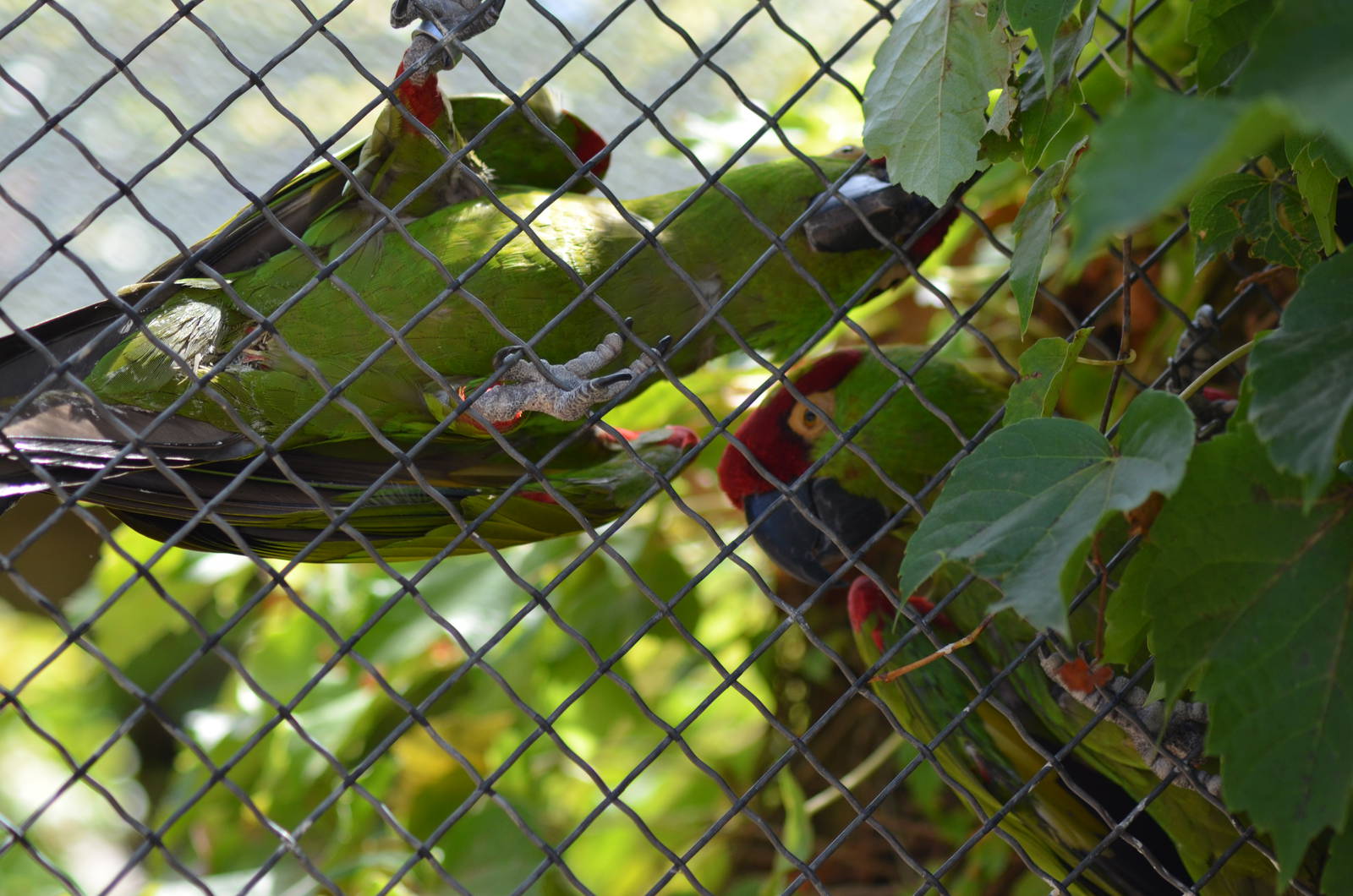 Thick-billed Parrots