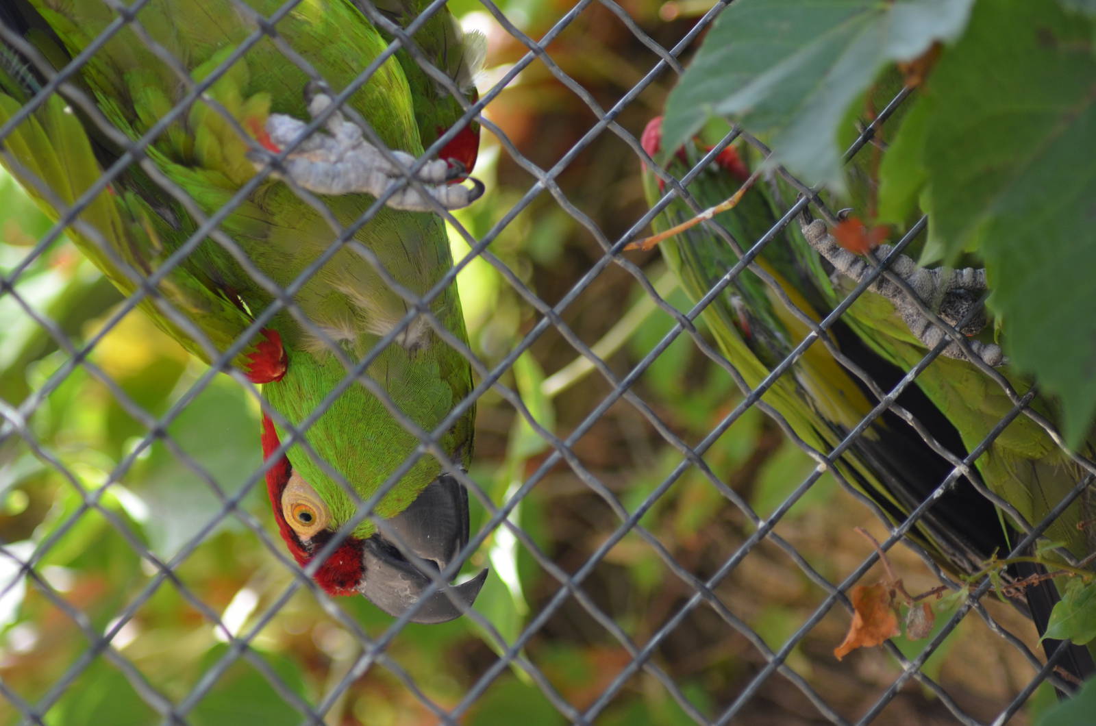 Thick-billed Parrots