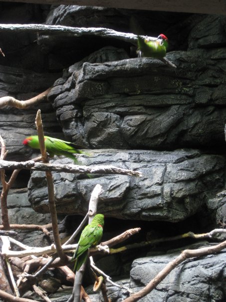 Thick-billed Parrots