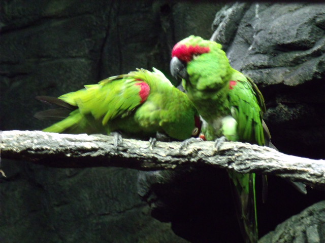 Thick-Billed Parrots