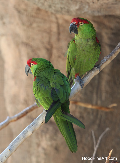 thick billed parrots