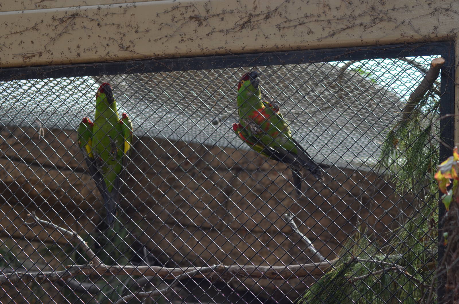 Thick-billed Parrots