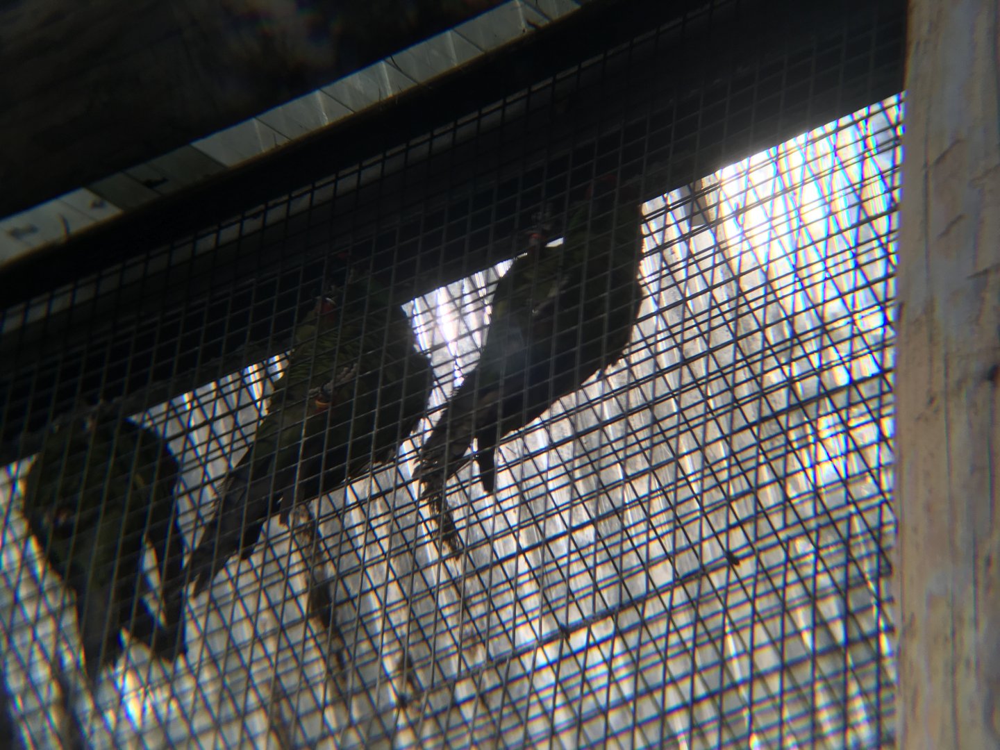 Thick Billed parrots