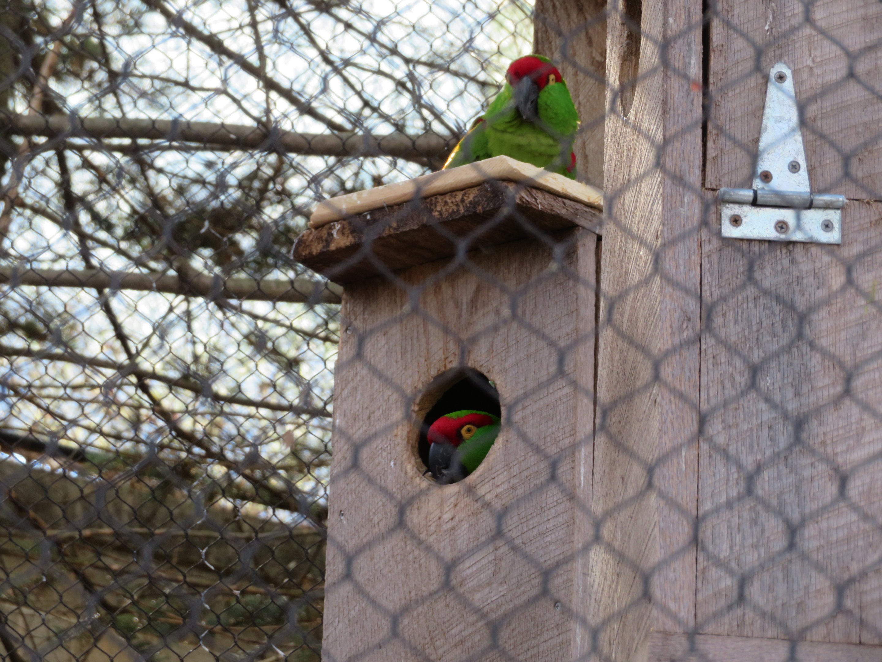 Thick-billed Parrots