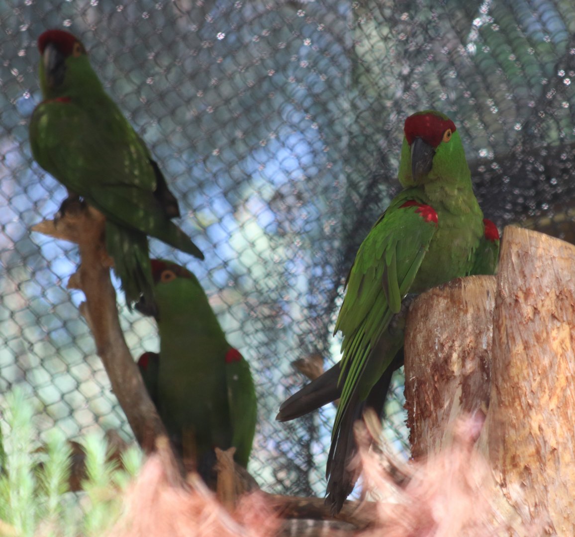 Thick-billed Parrots
