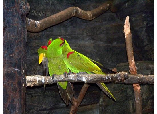 Thick-billed Parrots