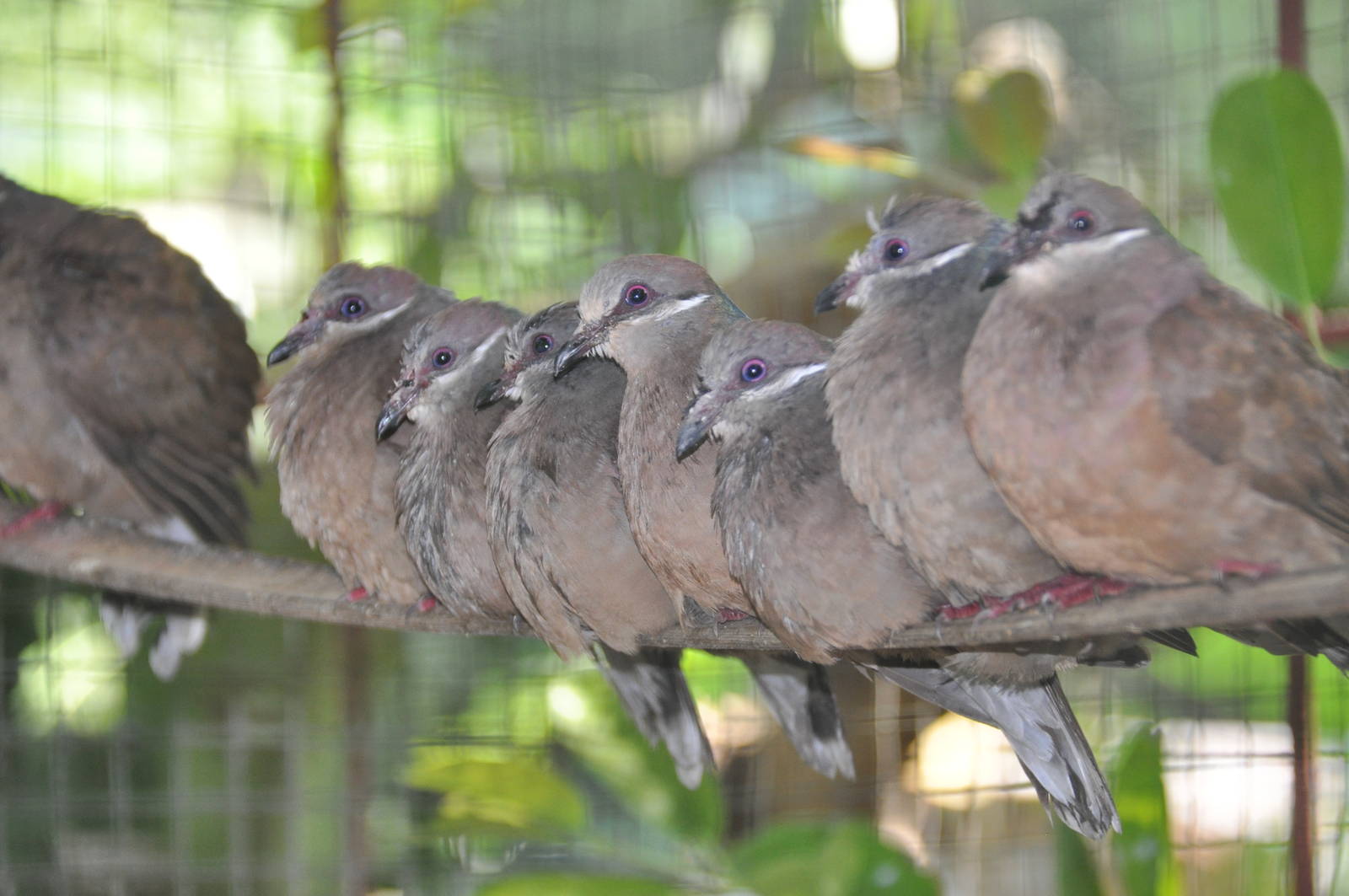 Thick-billed pigeon/ Phapitreron leucotis brevirostris