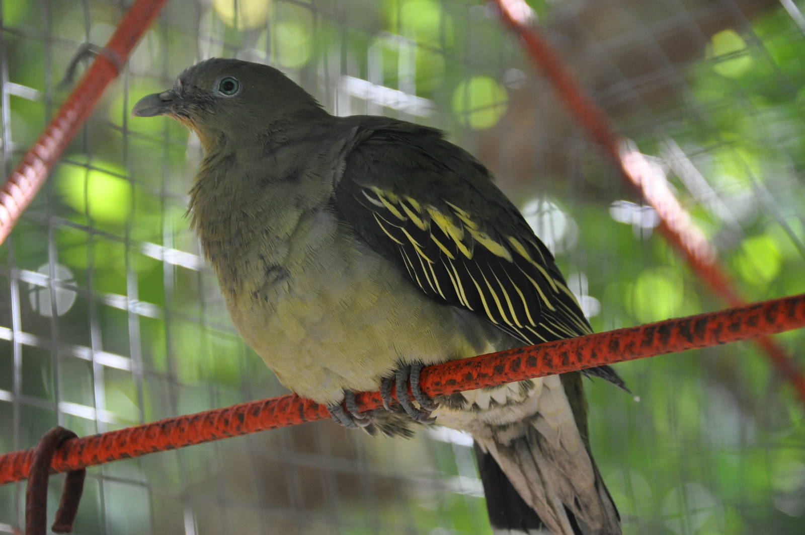 Thick-billed pigeon/ Treron pompadora canescens