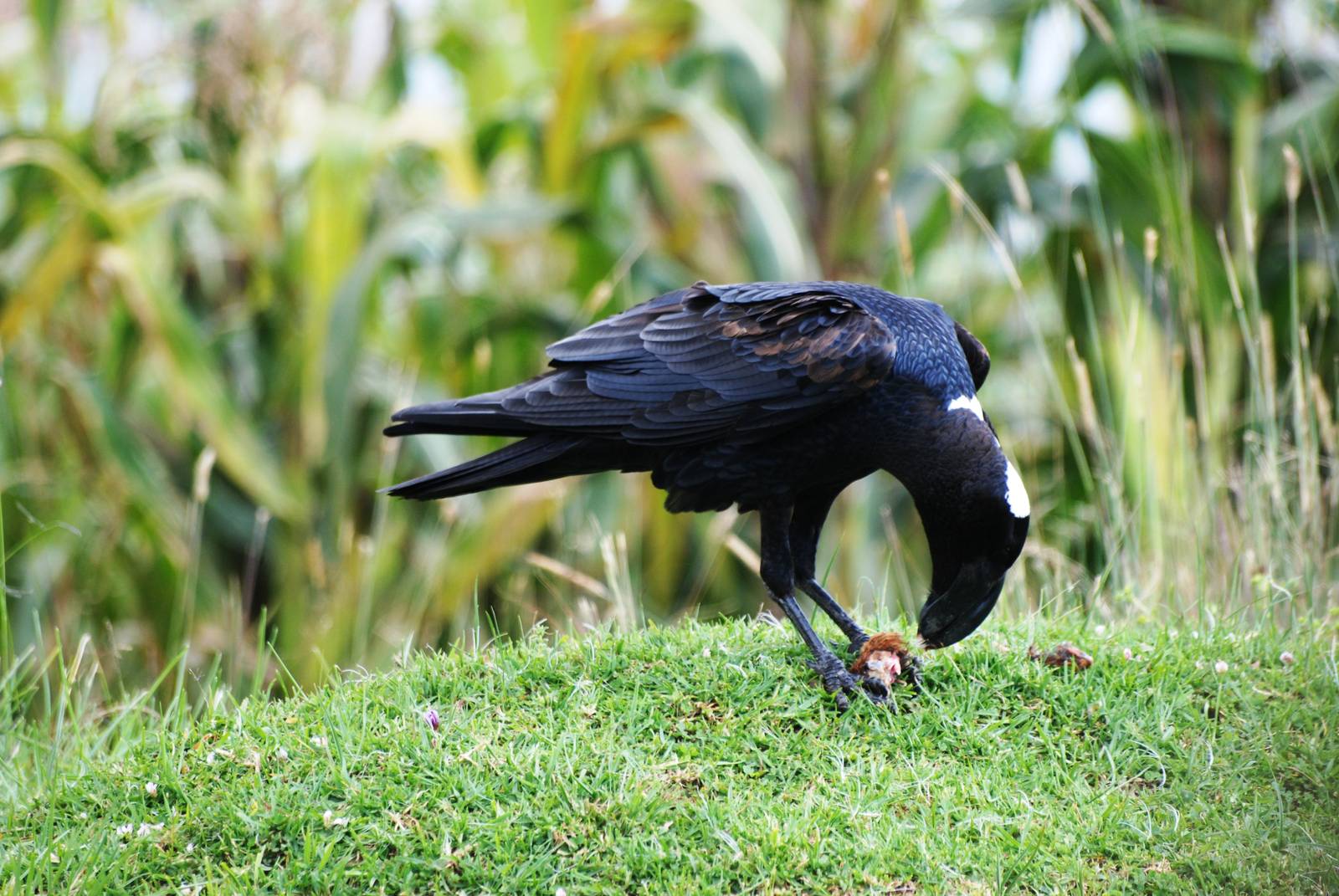 Thick-billed Raven, between Shashemene and Bale Mountains NP, 14/10/14