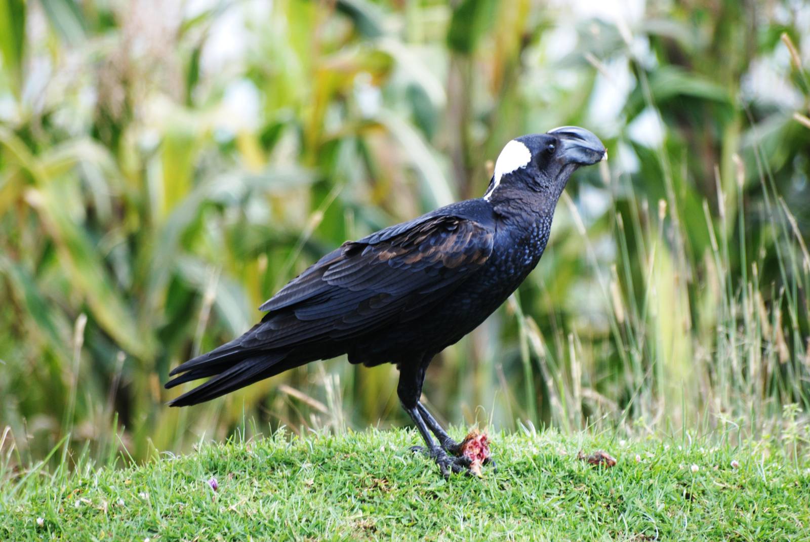 Thick-billed Raven, between Shashemene and Bale Mountains NP, 14/10/14