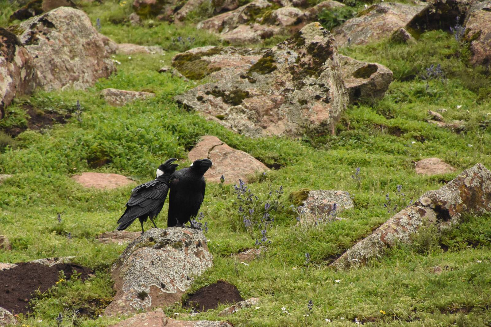 Thick-billed raven