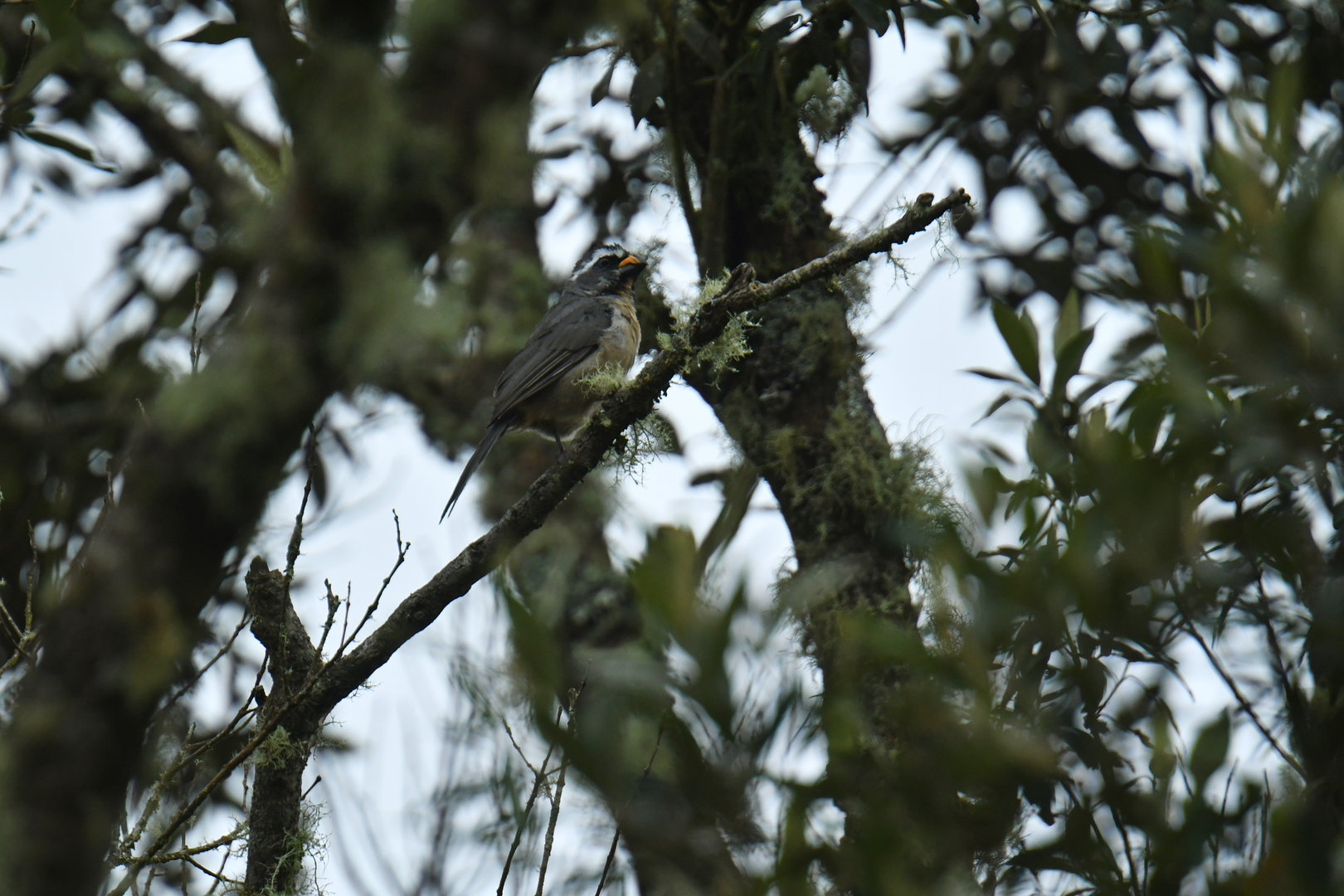 Thick-billed Saltator Saltator maxillosus