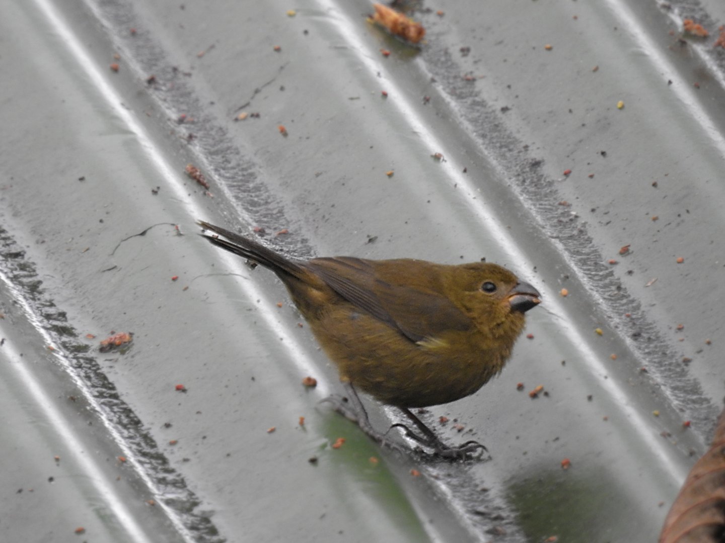 Thick Billed Seedeater