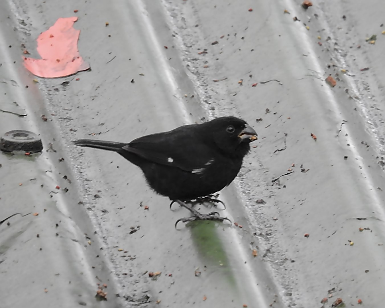 Thick Billed Seedeater