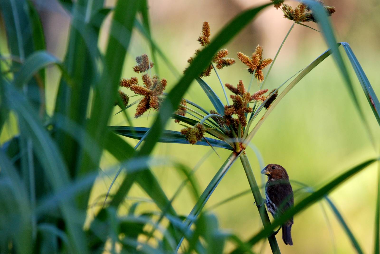 Thick-billed Weaver at Hawassa, 16/10/14