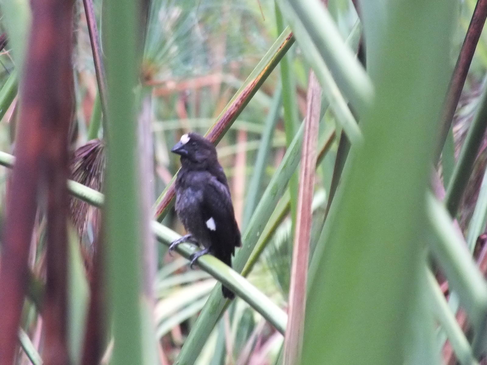 Thick-billed Weaver