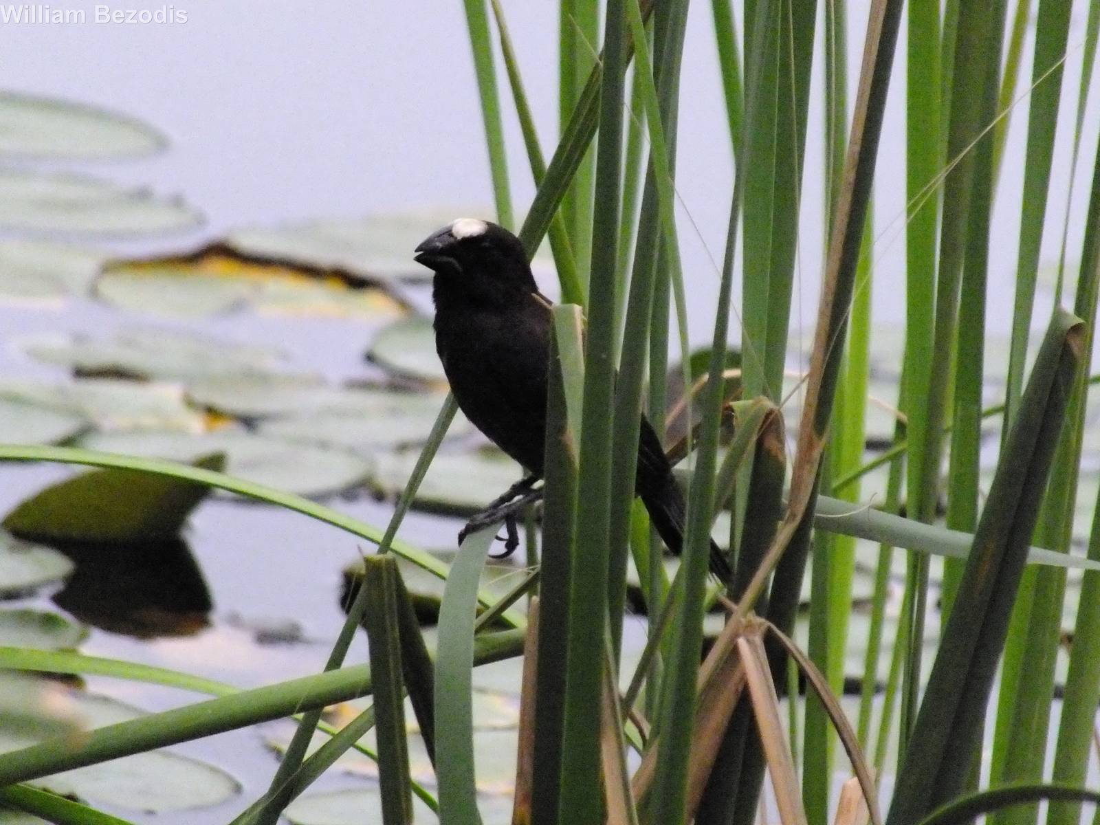 Thick-billed Weaver