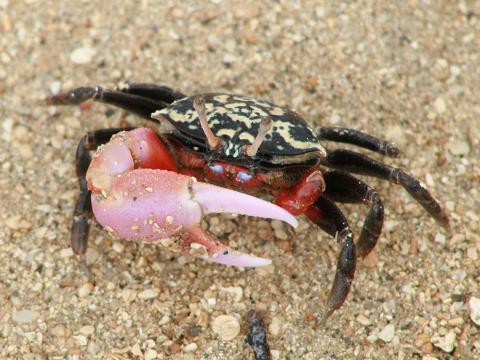 Thick-legged Fiddler Crab