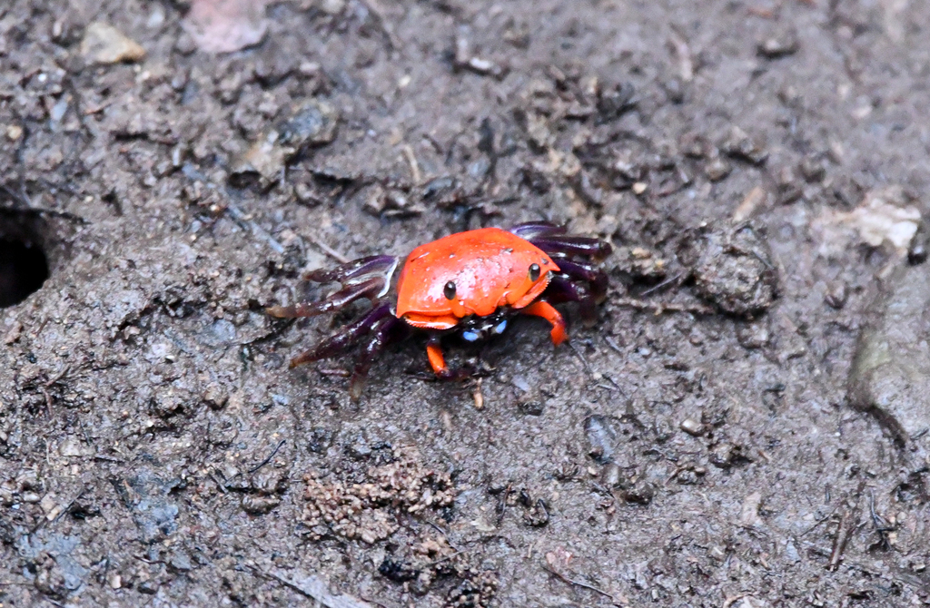 Thick-legged Fiddler Crab
