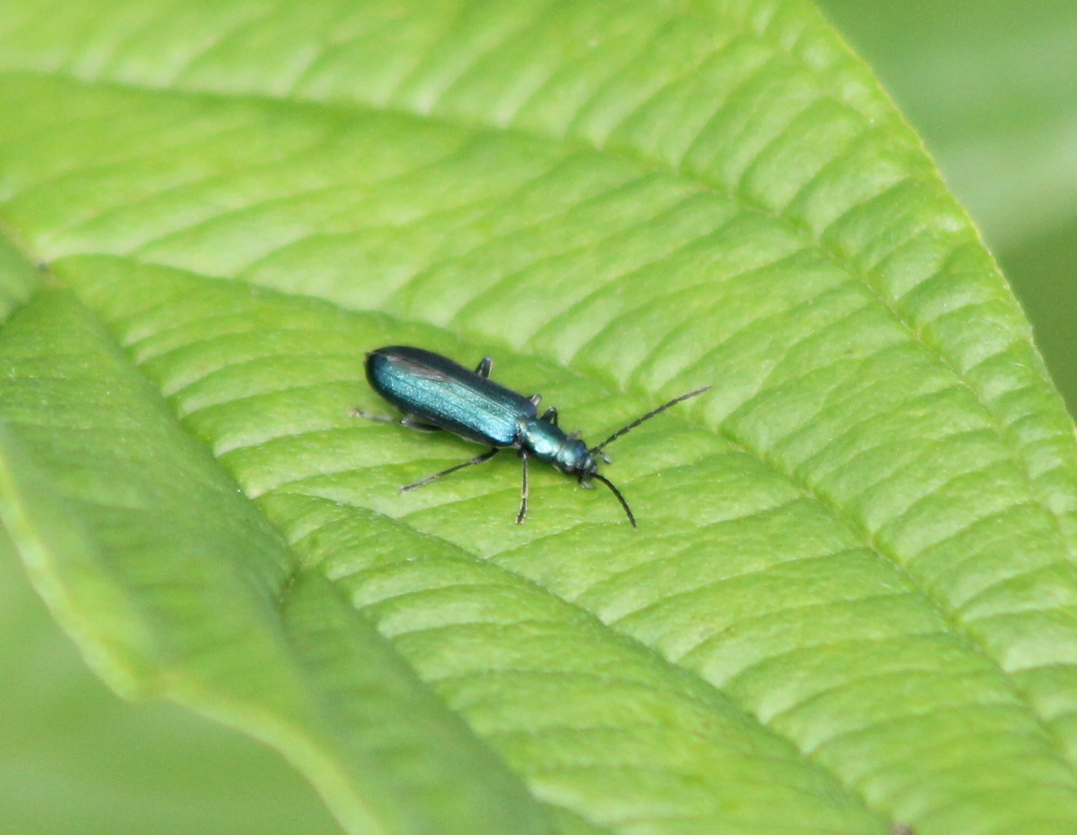 Thick-legged flower beetle