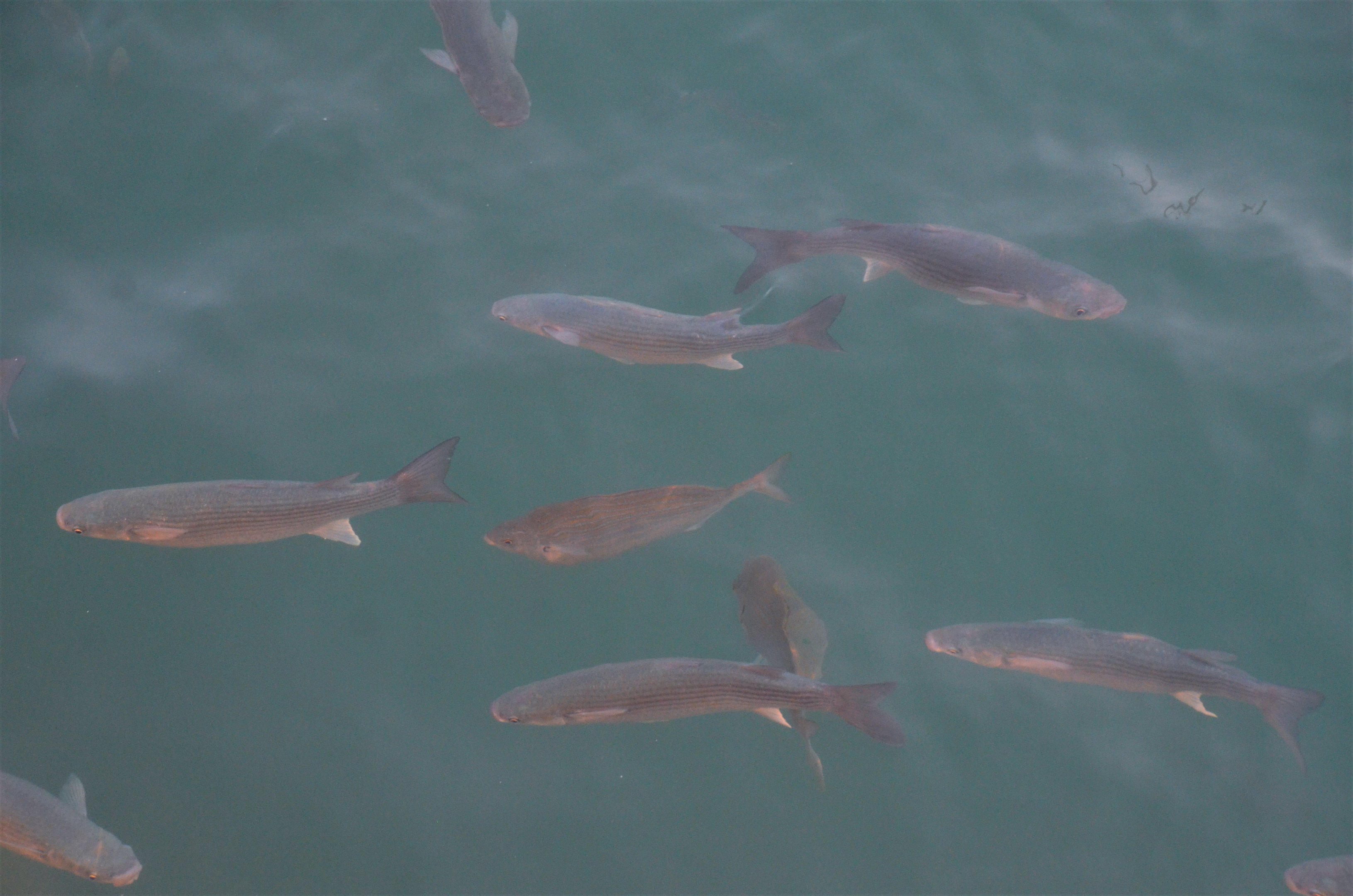 Thick-lipped Grey Mullet and Salema in Malaga Harbour, 11/03/19
