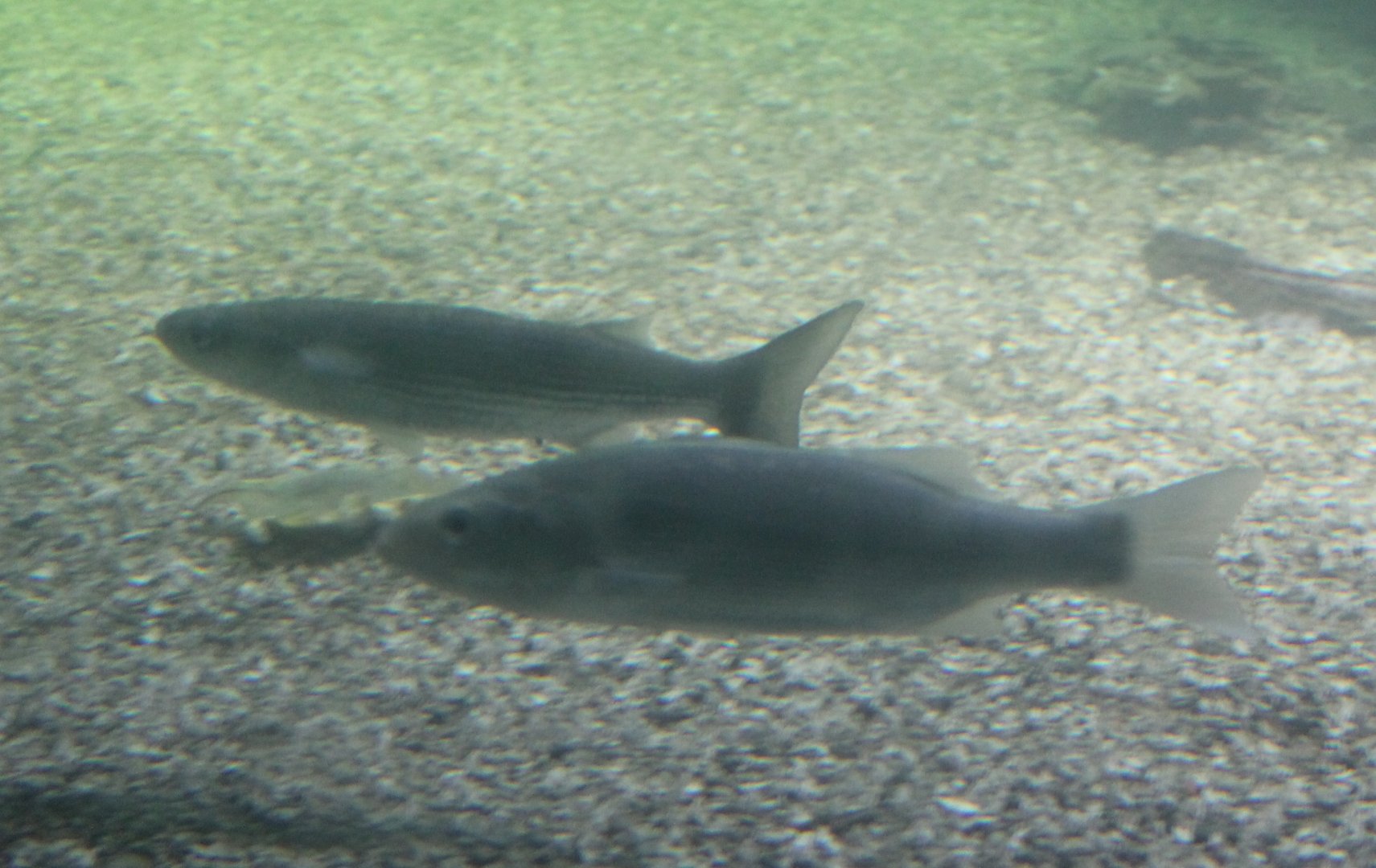 Thick-lipped grey mullets Chelon labrosus