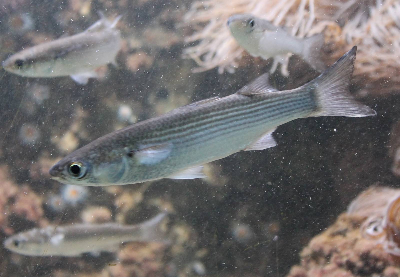 Thick-lipped grey mullets