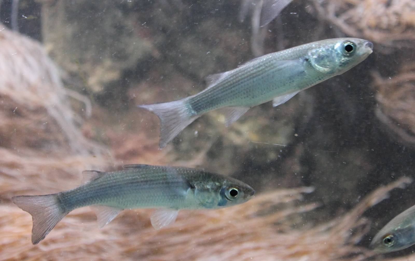 Thick-lipped grey mullets